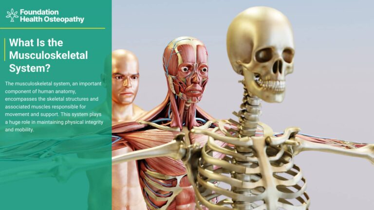 What is the musculoskeletal system